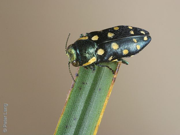 Diphucrania duodecimmaculata, PL0414, male, on Xanthorrhoea semiplana ssp. semiplana, SL, 9.4 × 3.6 mm